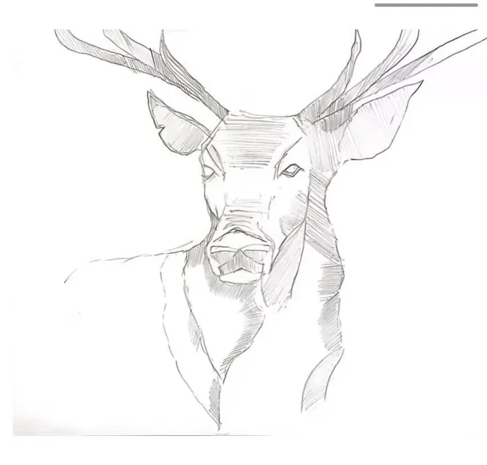 Pencil drawing of a stag with full antlers, head turned toward the viewer